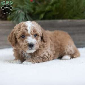 Cannon, Mini Labradoodle Puppy